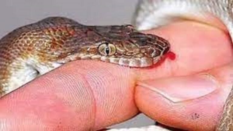 Chandauli News: Second death due to snakebite here in Chandauli in a week