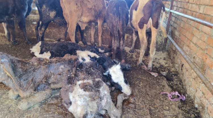 Ghazipur news: जखनियां गौशाला में मर रहे पशुओं का कौन है जिम्मेदार