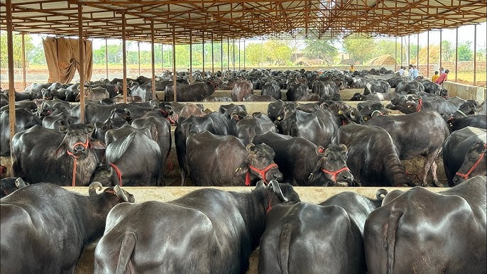 Buffalo breed: इस खास नस्ल की भैसो से शुरू करे डेरी का बिजनेस, कमाएंगे मोटा पैसा